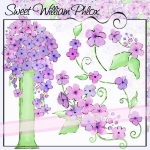 Sweet William Phlox