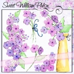 Sweet William Phlox