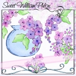 Sweet William Phlox