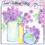 Sweet William Phlox