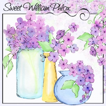 Sweet William Phlox