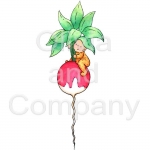 Baby Boy On Radish
