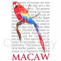 Macaw With Text