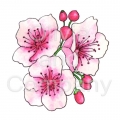 Cherry Blossoms