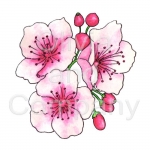 Cherry Blossoms