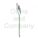 Fantasy Lily