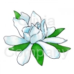 Gardenia