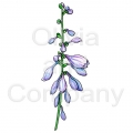 Hosta