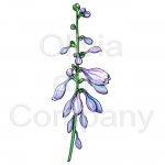Hosta