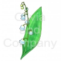 Lily Of The Valley