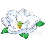 Magnolia