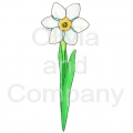 Narcissus