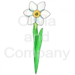 Narcissus