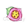Pink Fantasy Bloom