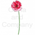 Poppy