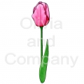 Tulip