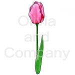 Tulip