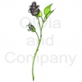 Black Rose