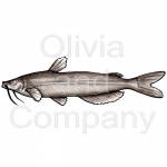 Catfish