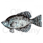 Crappie
